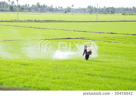 farmer spraying pesticide in the rice field 30458842