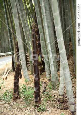 竹林竹筍種植園 30458862