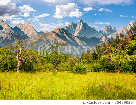 照片素材(图片): forest on grassy hillside in tatras