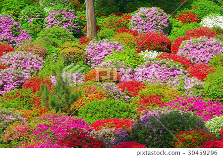 鹽水觀音的杜鵑花 30459296