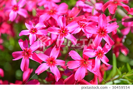 Shibazakura (Shiba cherry tree) Shibazakura (Shiba cherry tree) 30459554