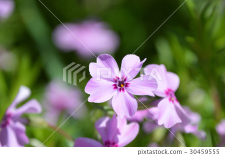 Shibazakura (Shiba cherry tree) Shibazakura (Shiba cherry tree) 30459555