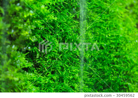 Clear current that exudes from rocks of moss 30459562