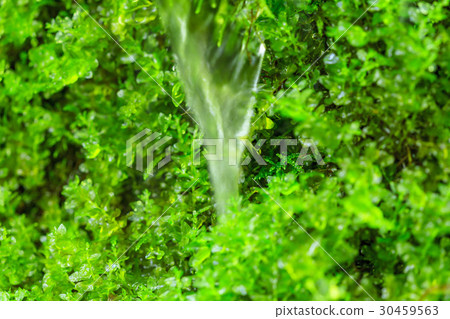 清除流動和苔蘚 清除流動和苔蘚 30459563