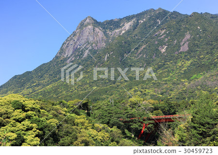 Yakushima Motchomdake and Tanonogawa Bridge (Tawarashobashi) Spring 30459723
