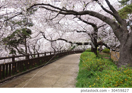 Cherry blossoms on the bank of Sophia University (Kioicho, Chiyoda Ward, Tokyo) 30459827