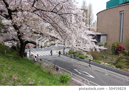 Cherry blossoms on the bank of Sophia University (Kojimachi, Chiyoda Ward, Tokyo) 30459829
