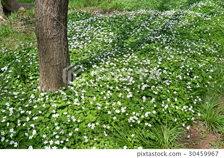 Nirinso (two wheat grass) 30459967