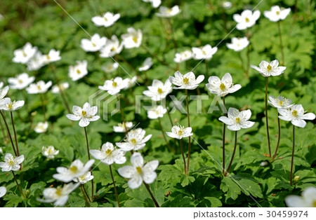 Nirinso (two wheat grass) 30459974