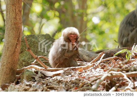 世界自然遺產登記處西部森林公路的Yaku猴子（野猴） 30459986