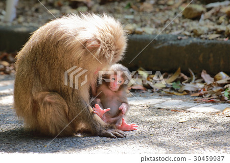 World natural heritage registration area Yaku monkey baby in western forest road 30459987