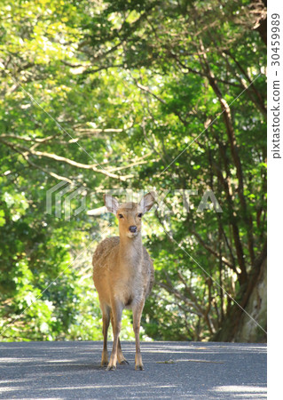 World natural heritage registry area Yaku deer of western forest road 30459989