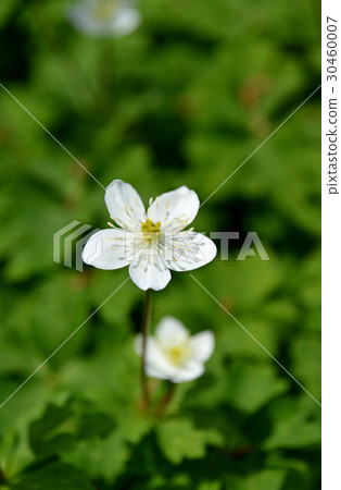 Nirinso(兩個小麥草) Nirinso(兩個小麥草) 30460007