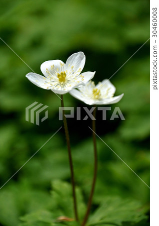 Nirinso (two wheat grass) 30460008