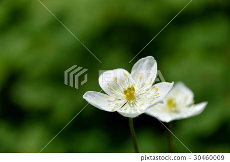 Nirinso(兩個小麥草) Nirinso(兩個小麥草) 30460009