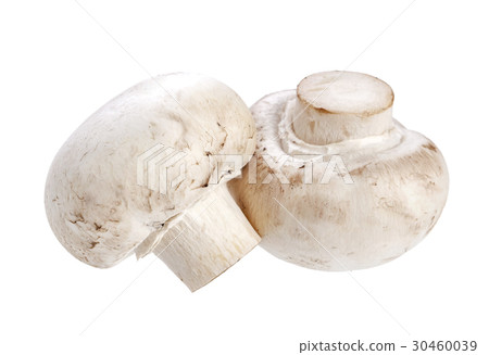 Mushroom champignon isolated on white background Mushroom champignon isolated on white background 30460039