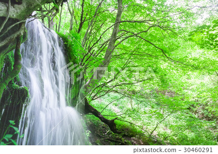 新鮮的綠樹樹叢瀑布 新鮮的綠樹樹叢瀑布 30460291