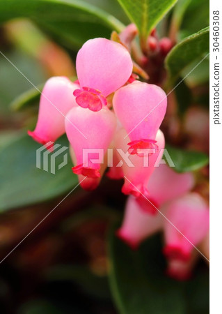 Healing Arctostaphylos uva-ursi Healing Arctostaphylos uva-ursi 30460308