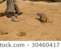 Prairie dog brothers playing together 30460417