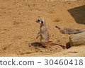 Prairie dog alert 30460418