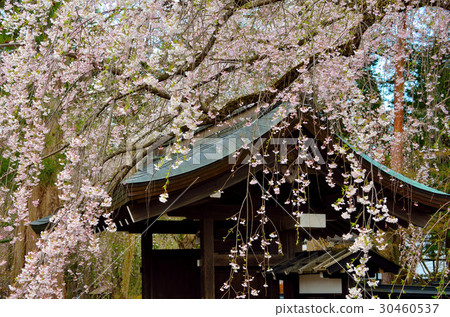 Sakura in Kakunodate 30460537