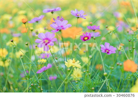 Zinnia violacea 30460876