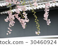 Cherry blossoms and black walls 30460924