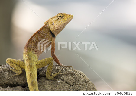 Red chameleon 30460933