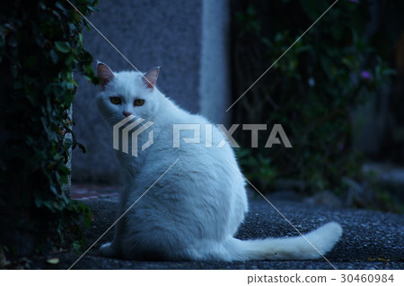 Staring cat 30460984