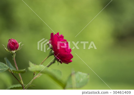Shrub ponk roses on green blurred background 30461409