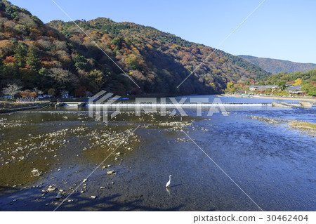 京都嵐山 30462404