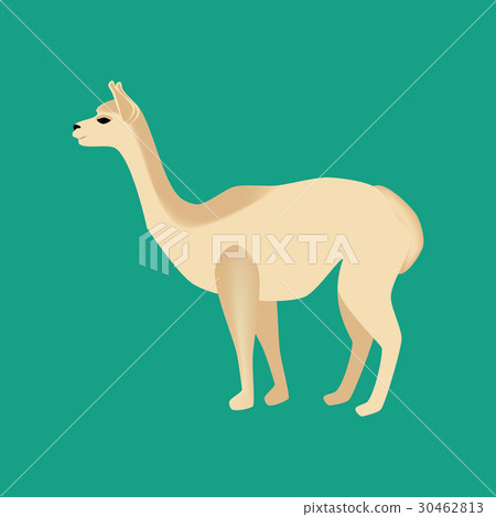 Vicuna animal illustration 30462813