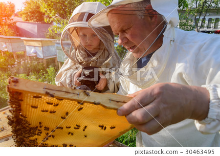 Experienced beekeeper grandfather teaches his 30463495