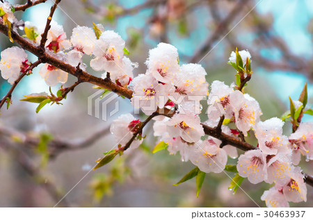 Flowers apricot tree in spring covered last snow Flowers apricot tree in spring covered last snow 30463937