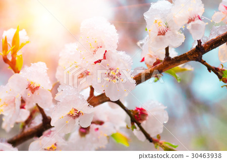 Flowers apricot tree in spring covered last snow Flowers apricot tree in spring covered last snow 30463938