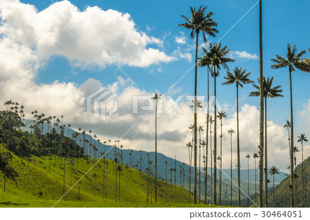 Wax palm trees of Cocora Valley, Colombia 30464051
