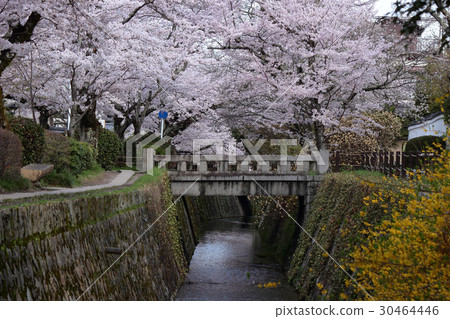 Kyoto Philosophy Road Cherry Blossoms Kyoto Philosophy Road Cherry Blossoms 30464446