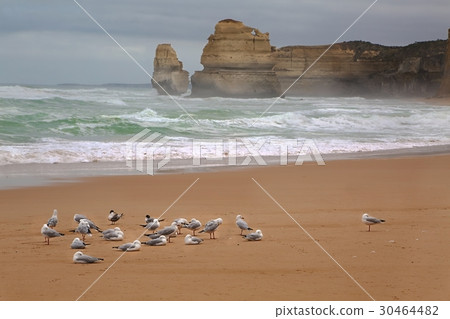 Sandy beach with seagulls 30464482