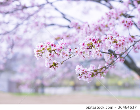 Miyamakazakura (high key) 30464637