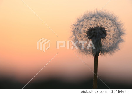 Dandelion fluffy morning glow background Dandelion fluffy morning glow background 30464651