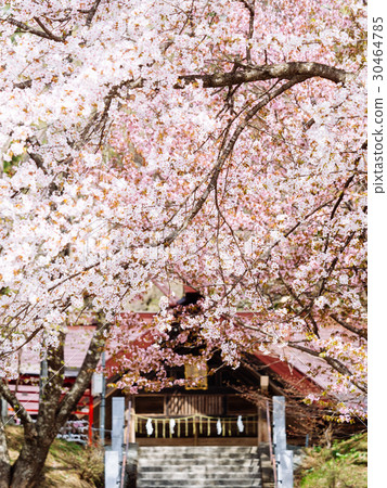 櫻花和神社 30464785