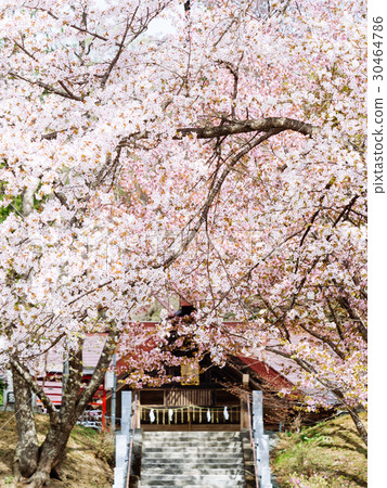 櫻花和神社 30464786