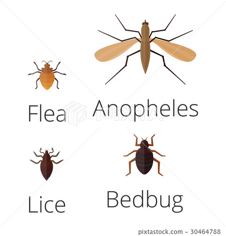 Colorful insects icons isolated wildlife wing Colorful insects icons isolated wildlife wing 30464788
