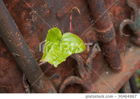 closeup of ivy leaves on vintage rusty door 30464867