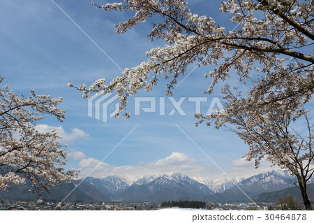 櫻花和北阿爾卑斯山 30464878