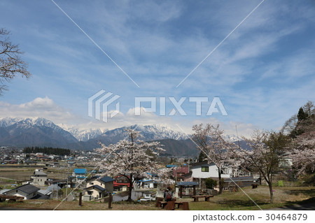 櫻花和北阿爾卑斯山 30464879