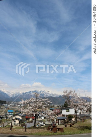 Sakura and Northern Alps 30464880