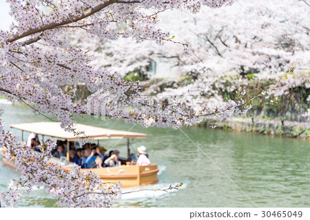 岡崎·櫻花走廊 30465049