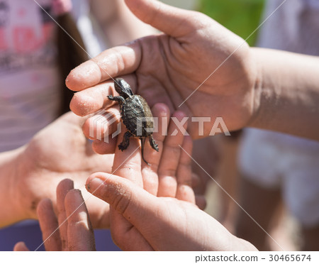Hand of children holding cute newborn baby turtle 30465674