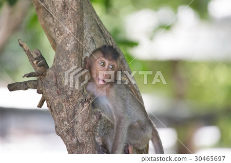 可愛的猴子 30465697